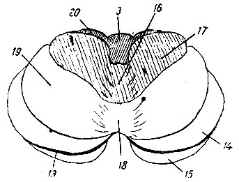 . 206.    . 16 - culmen monticuli; 17 - pars anterior lobuli quadrangularis; 18 - deciive monticuli; 19 - pars posterior lobuli quadrangularis; 20 - ala lobuli centralis