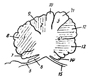 . 207.       ( ). 1 - ,      ( ); 2 - ,    ( ); 3 - ,        ( ); 4 - ,    ( ); 5 - velum medullare anterius; 6 - lingula; 7 - lobulus centralis; 8 - culmen monticuli; 9 - declive monticuli; 10 - folium vermis; 11 - tuber vermis; 12 - pyramis; 13 - uvula; 14 - nodulus; 15 - tela chorioidea ventriculi quarti