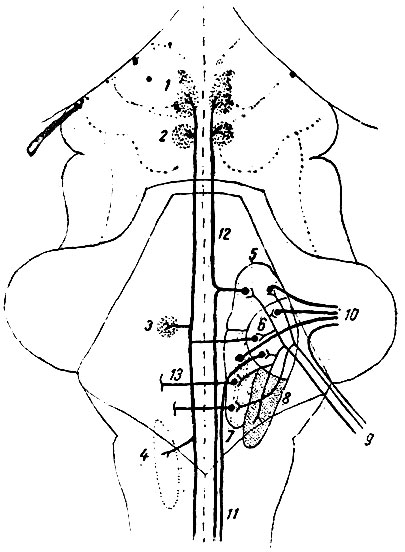 . 209.            ( . ). 1 -   ; 2 -   ; 3 -   ; 4 -   (nucleus ambiguus); 5 -     ( ); 6 -     ( ); 7 -     ( ); 8 -    ; 9 -   ( ); 10 - tractus vestibulo-cerebellaris; 11 - tractus Vestibulo-spinalis; 12 - fasciculus longitudinalis medialis; 13 -   ,            
