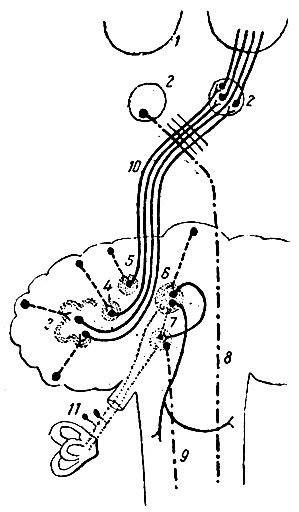 . 210.  ,      ( . ). 1 -  ; 2 -  ; 3 -   (nucleus dentatus); 4 -   (nucleus emboliformis); 5 -   (nuclei globosi); 6 -   (nucleus fastigii),   ,      ; 7 -    ; 8 -      tractus rubro-spinalis  tractus rubro-reticularis,           ; 9 - tractus vestibulospinal; 10 - ,  brachium conjunctivum; 11 -    