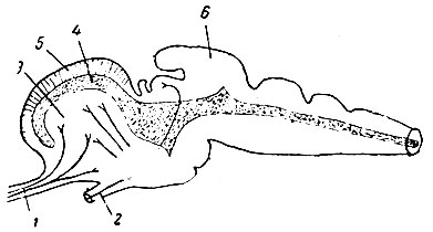 . 211.        ( . ). 1 -  ; 2 -  ; 3 - corpus striatum; 4 -  ; 5 - pallium membranosum; 6 - 