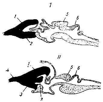 . 212. I.      . 1 - pallium; 2 - corpus striatum; 5 - corpora bigemina  lobi optici; 6 -  ( . ). II.     . 1 - pallium; 2 - corpus striatum; 3 - pars olfactoria; 4 - bulbus olfactorius; 5 - corpora bigemina (lobi optici); 6 -  ( . )