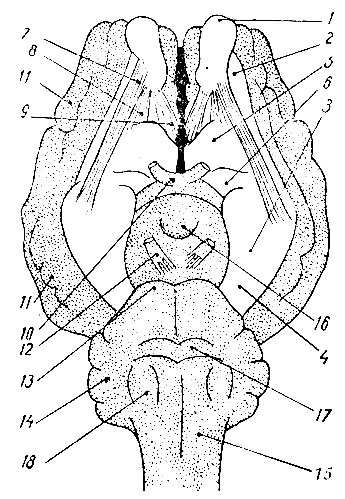 . 213.        (   . ). 1 - bulbus olfactorius; 2 - gyrus olfactorius lateralis; 3 - lobus pyriformis; 4 - gyrus hippocampi; 5 - tuberculum olfactoriurri; 6 - gyrus diagonalis; 7 - striae olfactoriae laterales; 8 - striae olfactoriae intermediae; 9 - striae olfactoriae mediales; 10 - chiasma optica  tractus opticus; 11 - neopallium; 12 - nervus oculomotorius; 13 - pons; 14 - cerebellum; 15 - pyramis; 16 - corpus mamillare; 17 - corpus trapezoideum; 18 - oliva