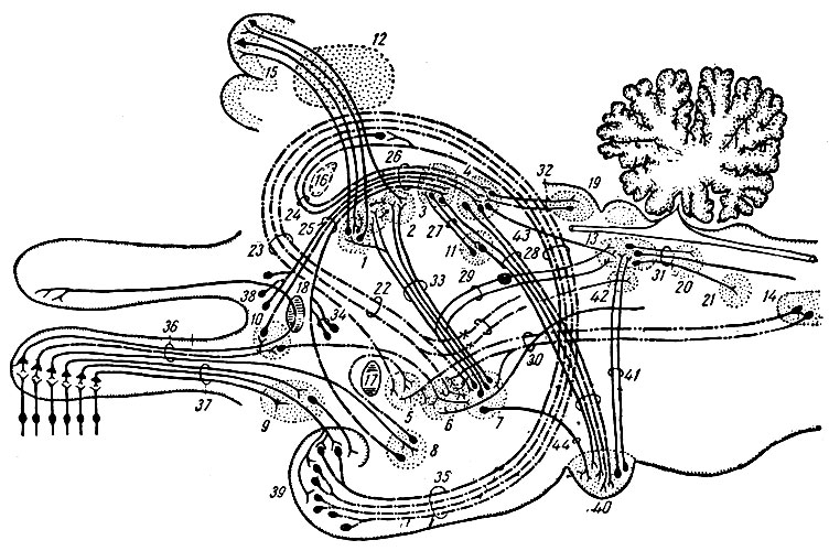 . 219.    . 1 -   ; 2 -   ;  1  2    ; 3 -   habenulae; 4 -   habenulae; 5 -  ; 6 -    ; 7 -    ; 8 -  ; 9 -   ; 10 -  ()  ; 11 -  Meynert - ; 12 -  ; 13 -   ; 14 -   ; 15 -  ; 16 -  ; 17 -  ; 18 -  ; 19 -   ; 20 -   V ; 21 -   VII ; 22 -     ; 23 - - ; 24 - -  - ; 25 - - ; 26 -   (stria medullaris); 27 - -  - ; 28 - - ; 29 - - ; 30 -  ; 31 -    Schutz; 32 - -  - ; 33 - - ; 34 -  ; 35 -  (fimbria); 36 -   ; 37 -   ; 38 -   (gyrus subcallosus); 39 - hippocampus; 40 -   (nucleus interpeduncularis); 41 - - ; 42 -   ; 43 - - ; 44 - -  ( Huber  Crosby, 1936)