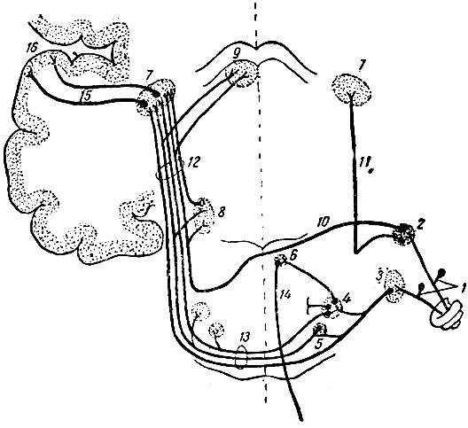 . 223.    1 -   ; 2 -   ; 3 -   ; 4 -  ; 5 -   ; 6 -   ; 7 -   ; 8 -   ; 9 -   ; 10 - striae medullares; 11 -   ,   nuclei cochleares   ; 12 -  ; 13 -  ; 14 -  ; 15 -   ; 16 -   