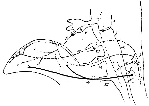 . 224.   . V -   ,     ; VII-  ,      (chorda tympani); IX -  ,     ; XII -    ( ); 1 -    ; 2 -   ( ); 3 - nucleus fasciculi solitarii; 4 - tractus solitario-spinalis; 5 -       ( )