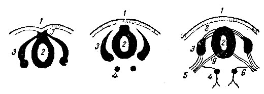 . 228.          (crista nervosa) ( ). 1 -  ; 2 -  ; 3 -  ; 4 -      ; 5 -  ( ); 6 -   ; 7 -  ; 8 -  ; 9 -  