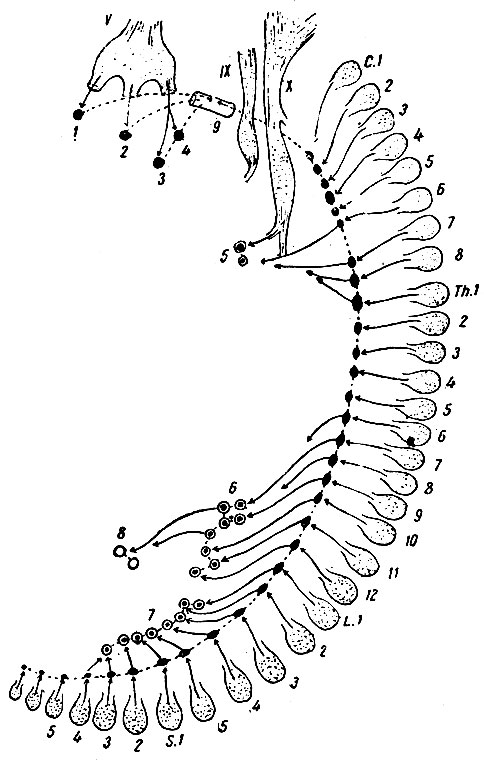 . 229. ,     .   ,                ,     .            ( ).   V, IX  X        . 1 - ganglion ciliare; 2 - ganglion spheno-palatinum; 3 - ganglion submaxillar; 4 - ganglion oticum; 5 - plexus cardiacus; 6 - plexus coeliacus; 7 - plexus hypogastrics; 8 - plexus submucosus; 9 - a. carotis