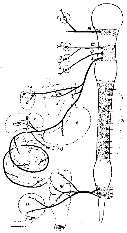. 231.    . 1 - ganglion ciliare; 2 - ganglion spheno-palatinum; 3 - ganglion submaxillare  sublinguale; 4 - ganglion oticum; 5 - ; 6 - ; 7 -    ; 8 - ; 9 -  ; 10 -  ; 11 -  ; 12 -    ; 13 -  