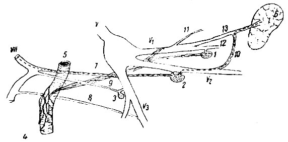 . 232. (    ).        . V -      ; V1 -     (n. ophthalmicus); V2 -     (n. maxillaris); V3 -     (n. mandibular is); VII -  ; 1 - ganglion ciliare; 2 - ganglion spheno-palatinum; 3 - ganglion oticum; 4 -    ; 5 - a. carotis interna; 6 -  ; 7 - n. petrosus superficialis major; 8 - chorda tympani; 9 - n. petrosus superficialis minor; 10 - arcus anastomoticus orbito-lacrimalis (  n. zygomaticus  n. lacrimalis); 11 - n. frontalis; 12 - n. nasociliaris; 13 - n. lacrimalis