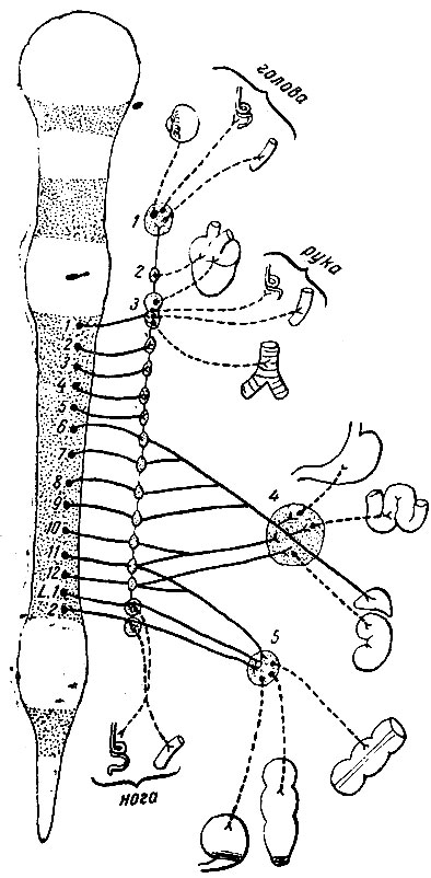 . 234.         (  .  ).     ,  - . 1 -   ; 2 -   ; 3 - ganglion stellatum (            ;     ganglion stellatum     ,        ); 4 -  ; 5 -   