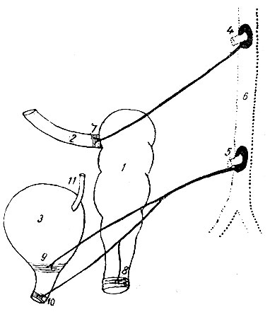. 235.   ,          ( . ). 1 -  ; 2 -    ; 3 -  ; 4 - ganglion mesentericum superius   a. mesenterica superior; 5 - ganglion mesentericum inferius   a. mesenterica inferior; 6 -  ; 7 - sphincter ileo-colicum; 8 - sphincter ani internus; 9 - sphincter vesicalis internus; 10 -    ; 11 - 