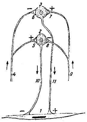 . 236.     ( ). 1 -    ; 2 -    ; 3 -    ; 4 -   ,     ( ),    (  -)      ,    (  +)      ; 5, 6, 7  8 -      ; 9 -      ,        (3)     (2); 10 -   ,          ;        ; 11 -   ,           ;      