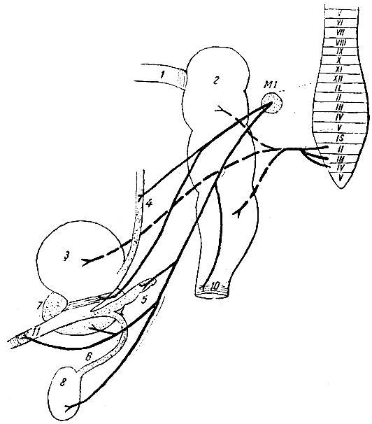 . 237.       ( . ). 1 -    ; 2 -  ; 3 -  ; 4 - ; 5 -  ; 6 -   ; 7 -  ; 8 - ; 9 -    ( . 238); 10 -    ; 11 -    ; MI - ganglion mesentericum inferius