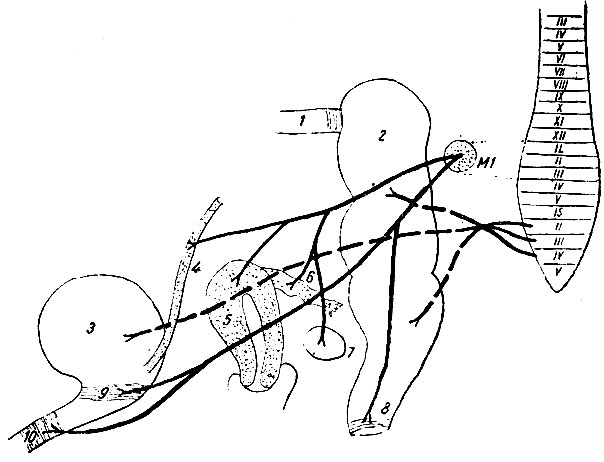 . 238.       ( . ). 1 -    ; 2 -  ; 3 -  ; 4 - ; 5 - ; 6 - ; 7 - ; 8 -    ; 9 -    ; 10 -    ; MI - ganglion mesentericum inferius