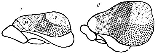 . 244.     (macroscelides),  -    (tupaia).  ,       (insectivora).   ,     . Elliot Smith. M -  ; S -  ; V -  ; A -  .  ,        ,   .     II,    ,   