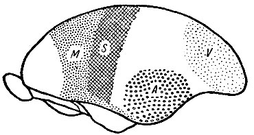 . 245.    (Tarsius).   ,     . Elliot Smith.     ,            - ,     .   ,     
