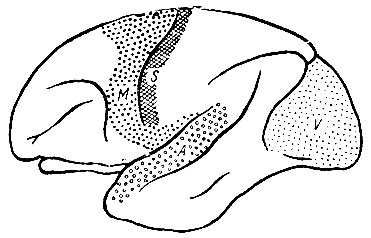 . 247.     (macacus).   ,     Brodmann.   ,  .     