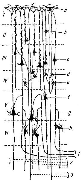 . 250.      . a -  ; b -   ; c -    ; d -  Martinotti; e -  ; f -   ; g - ; h -  . 1 -  ; 2 -  ; 3 -   ( Kuntz)