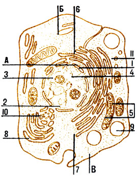 . 1.  (   ):  - ,  - ,  - : 1 -  ; 2 -   ; 3 - ; 4 - ; 5 - ; 6 - ; 7 -  ; 8 -  ; 9 - ; 10 -  ; 11 - 