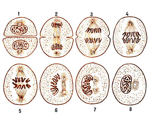 . 2.  (  ): 1,2 - ; 3, 4 - : 5,6 - ; 7, 8 - 