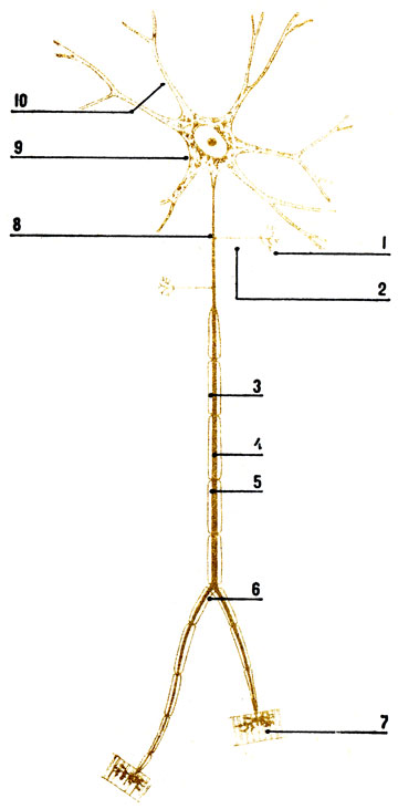 . 17.  : 1 -  ; 2 -  ; 3 -  ; 4 -  ; 5 - ; 6 -   ; 7 -   ; 8 - ; 9 -  ; 10 - 
