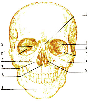 . 32.  ( ): 1 -  ; 2 -    ; 3 -  ; 4 -  ; 5 -   ; 6 -   ; 7 -  ; 8 -  ; 9 -  ; 10 -   ; 11 -   ; 12 -    
