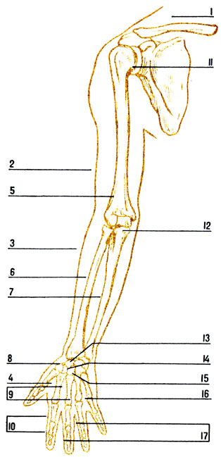 . 36.   : 1 -     (  ); 2 - ; 3 - ; 4 - ; 5 -  ; 6 -  ; 7 -  ; 8 -  ; 9 -  ; 10 -  ; 11 -  ; 12 -  ; 13 - - ; 14 -  ; 15 - - ; 16 - - ; 17 -  
