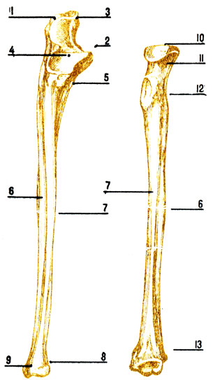 . 40.   ( -  , ,  -  , ): 1 -  ; 2 -  ; 3 -  ; 4 -  ; 5 -   ; 6 -  ; 7 -  ; 8 -  ; 9 -  ; 10 -   ; 11 -   : 12 -   ; 13 -    
