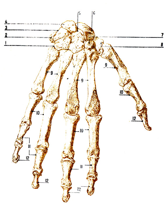 . 41.  .  : 1 -  ; 2 -  ; 3 -  ; 4 -  ; 5 -  ; 6 -  ; 7 -  ( ) ; 8 -  ; 9 -  ; 10 -  ; 11 -  ; 12 -  