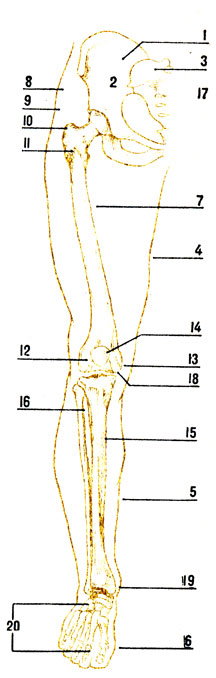 . 44.   : 1 -  ; 2 -   (  ); 3 - ; 4 - ; 5 - ; 6 - ; 7 -  ; 8 -   ; 9 -   ; 10 -  ; 11 -  ; 12 -  ; 13 -  ; 14 - ; 15 -  ; 10 -  ; 17 -  ; 18 -  ; 19 - - ; 20 -  ,   