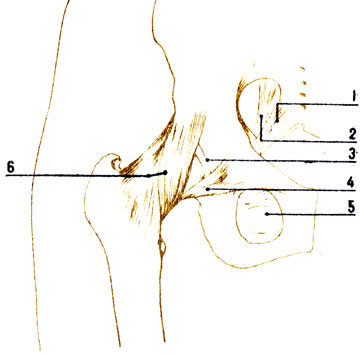 . 49.   ( ): 1 - - ; 2 - - ; 3 -  ; 4 - - ; 5 -   ; 6 - - 