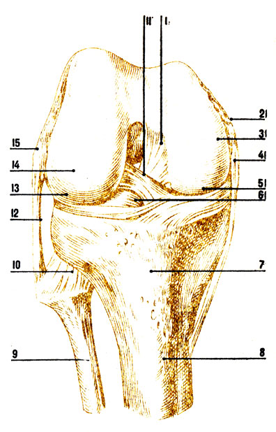 . 50.    ( ): 1 -   ; 2 -   ; 3 -   ; 4 -   ; 5 -  ; 6 -    ; 7 -   ; 8 -   ; 9 -  ; 10 -    ; 11 -   ; 12 -   ; 13 -  ; 14 -   ; 15 -   