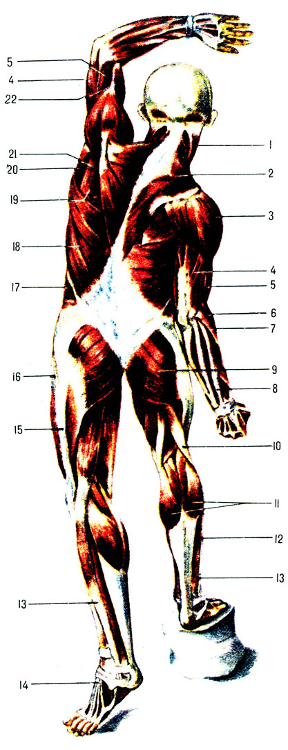 . 62.    (  ): 1 - --; 2 - ; 3 - ; 4 -   ; 5 - ; 5 - -; 7 -    ; 8 -  ; 9 -  ; 10 -   ; 11 - ; 12 - ; 13 -  ; 14 -   ; 15 -    ; 16 - -  ; 17 -    ; 18 -   ; 19 -  ; 20 -  ; 21 - ; 22 -   