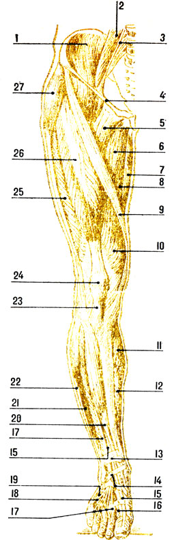 . 64.    ( ): 1 - ; 2 -  ; 3 -  ; 4 -  ; 5 - ; 6 -  ; 7 ; 8 -  ; 9 - ; 10 -    ; 11 - ; 12 - ; 13, 14 -  ; 15    ; 16 -    ; 17 -   ; 18 -  ; 19 -   ; 20 -  ; 21 -  ; 22 -  ; 23 -    ; 24 - ; 25 -    ; 26 -   ; 27 - -  