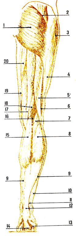 . 65.    ( ): 1 -  ; 2 -  ; 3 - -  ; 4 -   ; 5 -    ( ); 6 -    ( ); 7 - ; 8 -    ; 9 - ; 10 -   ; 11 -    ; 12 -  ; 13 -   5-  ; 14 -   ; 15 -    ; 16 -  ; 17 -  ; 18 - ; 19 - ; 20 -  
