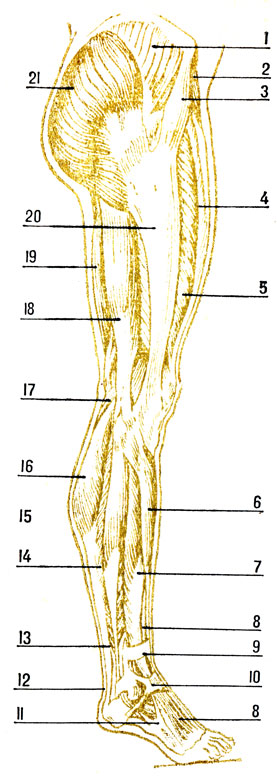 . 66.    (   ): 1 -  ; 2 - ; 3 - -  ; 4 -   ; 5 -    ; 6 -  ; 7 -   ; 8 -    ; 9, 10 -  ; 11 -  ; 12 -  ; 13 -  ; 14 -  ; 15 -  16 - ; 17 - ; 18 -   ; 19 - ; 19 -   ; 20 -  