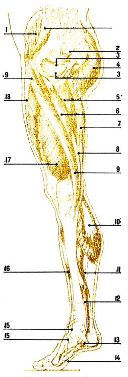 . 67.    (   ): 1 - -; 2 - ; 3 -  ; 4 -  ; 5 -  ; 6 - ; 5 - ; 8 - ; 9 - ; 10 - ; 11 - ; 12 -   ; 13 -  ; 14 -   1- ; 15 -  ; 16 -  ; 17 -  ; 18 -   