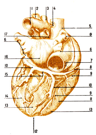 . 92.  ( ) 1 -  ; 2 -   ; 3 -    ; 4 -  ; 5 -   ; 6 -  ; 7 -   ; 8 -  ; 9 -   ; 10 -  ; 11 -  ; 12 -  ; 13 -  ; 14 -  ; 15 -  ; 16 -  ; 17 -     