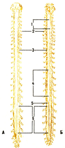 . 99.   ( -  ,  -  ).     ,   . 1 -  ; 2 -  ; 3 -   ; 4 -  ; 5 -  ; 6 -  