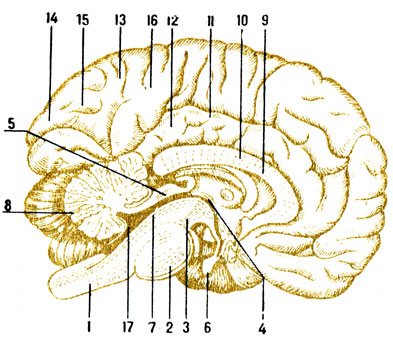 . 105.    : 1 -  ; 2 - ; 3  ; 4 -  ; 5 -   ; 6 - ; 7 - ; 8 - ; 9 -  ; 10 -   ; 11  ; 12 -  ; 13 - - ; 14 -  ; 15 - ; 16 - ; 17 -  