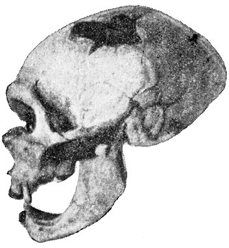 . 25    ---,  (1908)