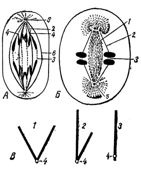 . 5.  -          -   : 1 -  ; 2 -  ; 3 -  ; 4 - ; 5 - ; 6 -  .  -    ( ): 1 - ; 2 - ; 3 - ; 4 - 