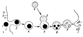 . 17.    ( -, ): 1 - 3 - 4 -  ; 2 - ; 6 - ; 5  7 -    ,       (8); 9 -     ,    (10)