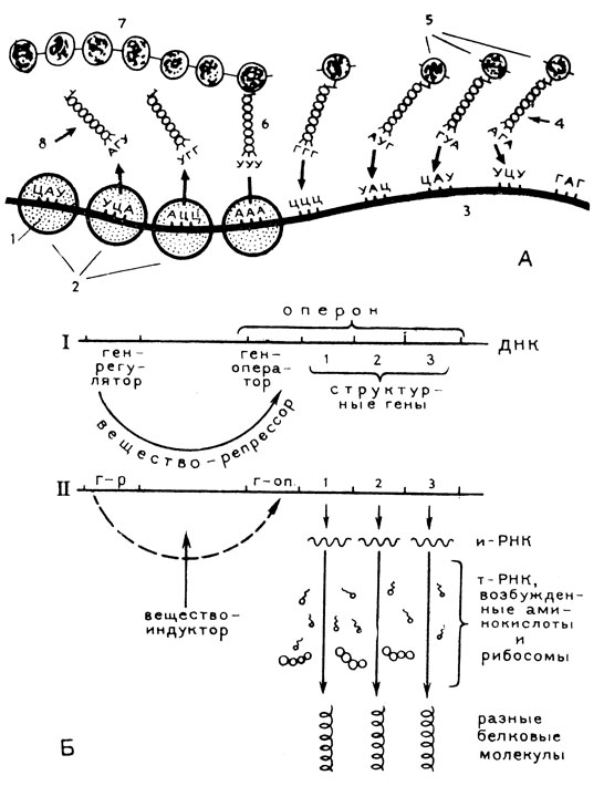 . 24.  -   : 1 - ; 2 - ; 3 -  -; 4 -  -,        (5); 6 -  -,      -; 7 -   ()       ; 8 -  -,      -.  -        : I -  , II -   