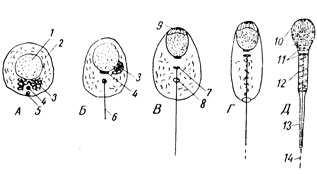 . 27.  -  -     : 1 -  ; 2 - ; 3 -    ( ); 4 -  ; 5 -  ; 6 - ; 7 -    ; 8 -    ; 9 - ; 10 -  ; 11 - ; 12 -  ; 13 -   ; 14 -   