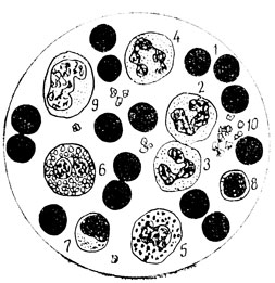 . 30.   : 1 - ; 2 - - ; 3 -  ; 4 -  ; 5 - ; 6 - ; 7 -  ; 8 -  ; 9 - ; 10 -   ()