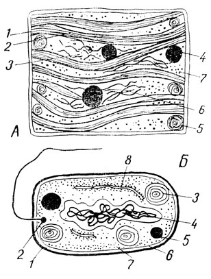 . 32.  -  - ; 1 - ; 2 -  ; 3 - ; 4 -   ( ); 5 -  ,  ; 6 -  ; 7 - ;  - : 1 -  ; 2 - ; 3 -  ; 4 - ; 5 -  ; 6 - ; 7 - ; 8 -    