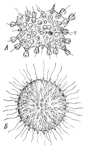. 34.  -  Protospongia liaeckeli  .  -    Sphaeroecawolvox