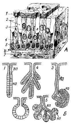 . 44.  -      : 1 -  : 2 -  ,   ; 3 -  ; 4 -  ; 5 -  ; 6 -  ; 7 -   ; 8 - .  -    : 1 -      ; 2 -      ; 3 -   ; 4 -   (   ,      )    ; 5 -  (  )  .  -  ,  -   